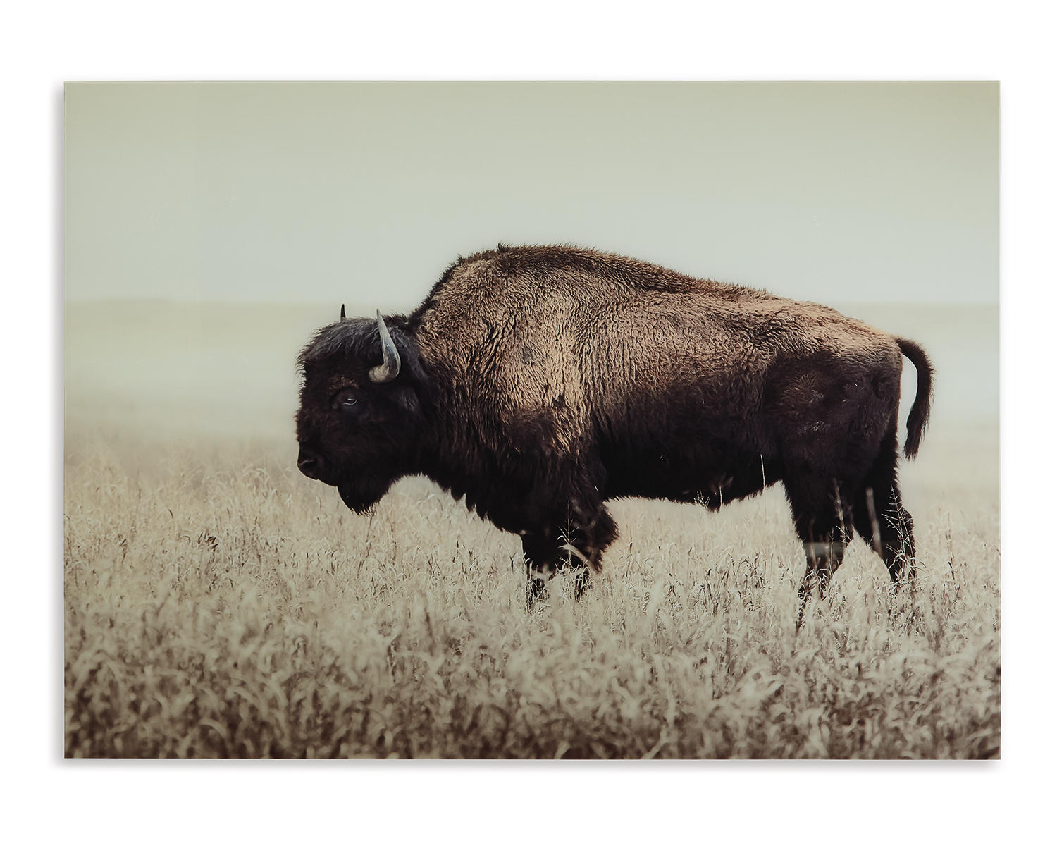 Brutus Wall Art