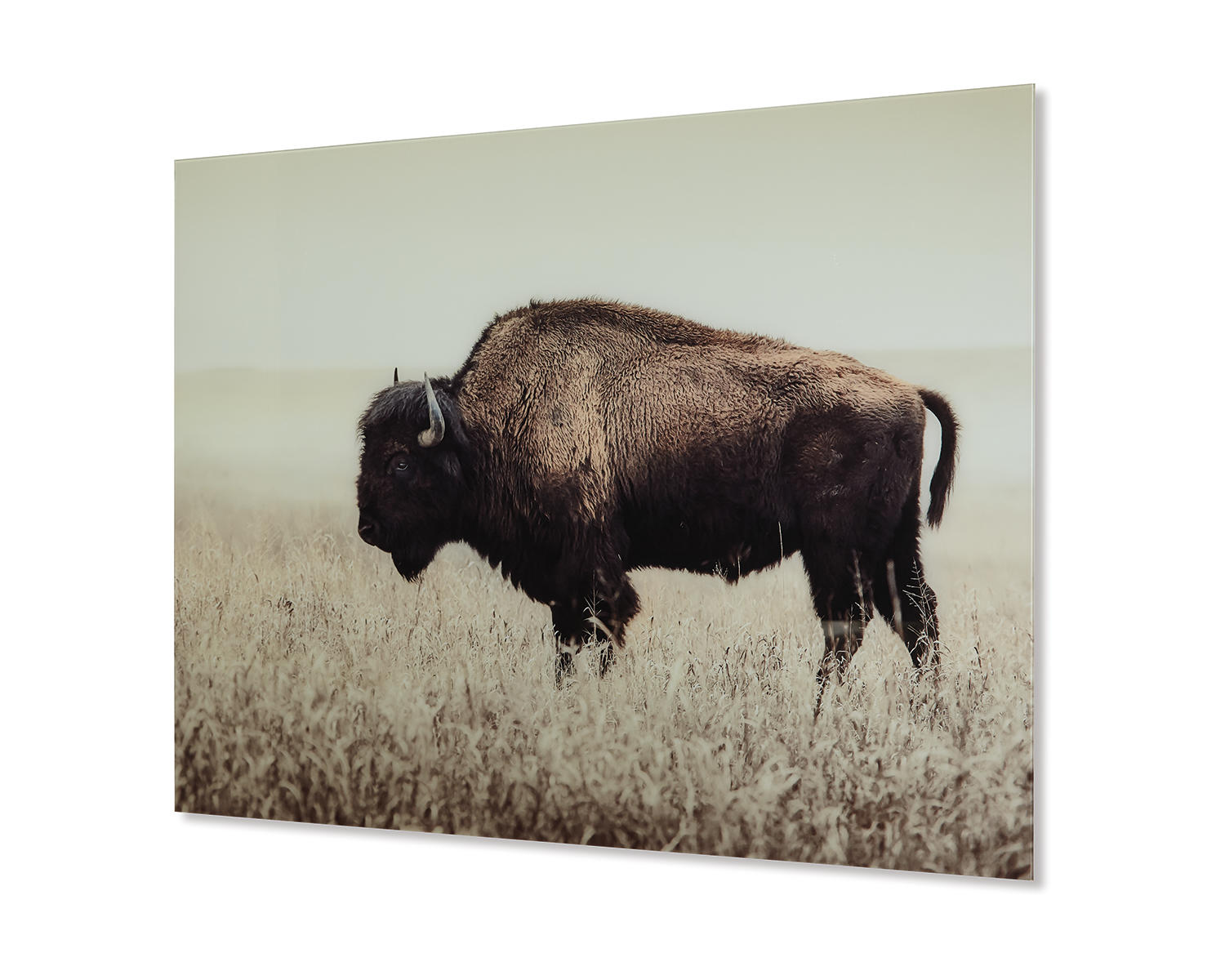 Brutus Wall Art