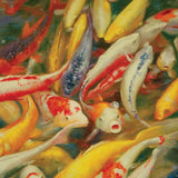 carpa koi