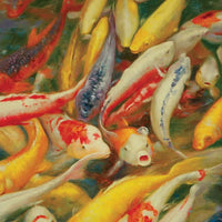 carpa koi