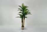 Palmera tropical